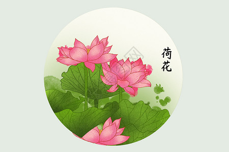 荷花插画背景图片