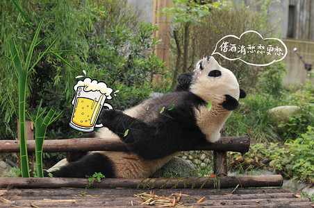 拟人熊猫萌宠拟人可爱清新创意摄影插画插画
