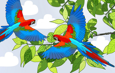 蓝色两只鹦鹉飞翔的鹦鹉插画