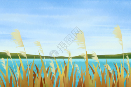 旺盛小草湖边的芦苇GIF高清图片