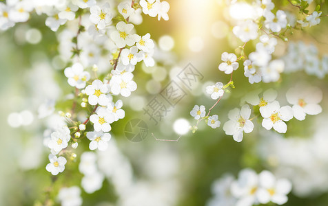 开花的树木春天花朵绽放设计图片