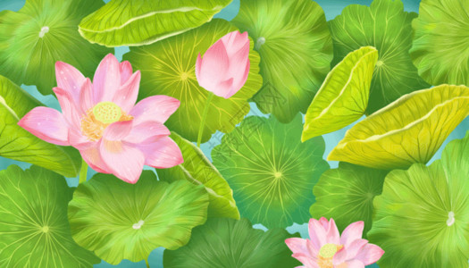 粉色荷花丛池塘荷花gif高清图片