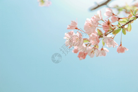 高粱粉樱花飘gif高清图片
