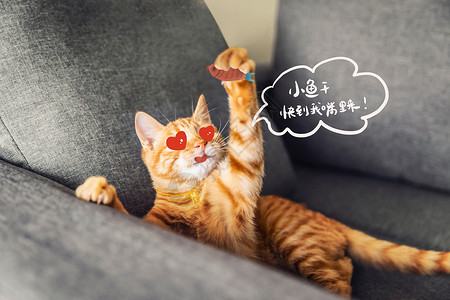 沙姜萌宠猫咪创意摄影插画