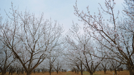 桃花园林GIF图片