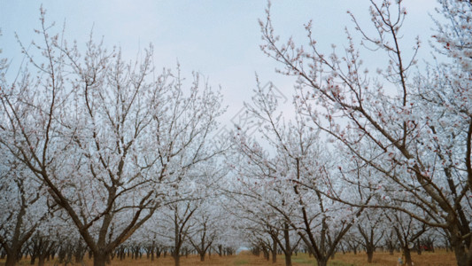 自然线条桃花园林GIF高清图片