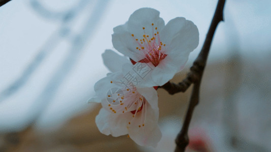 园林美景桃花盛开GIF高清图片