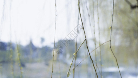 嫩绿的小芽杨柳GIF高清图片