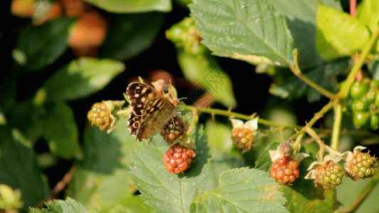 一只新鲜的树莓绿叶蝴蝶GIF高清图片