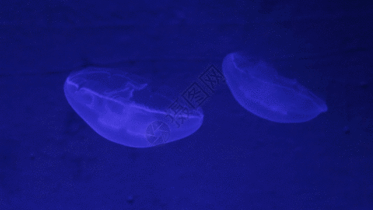 海底水母GIF图片
