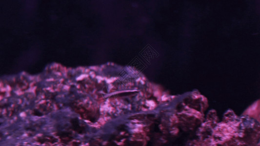 大石头背景金鱼GIF高清图片