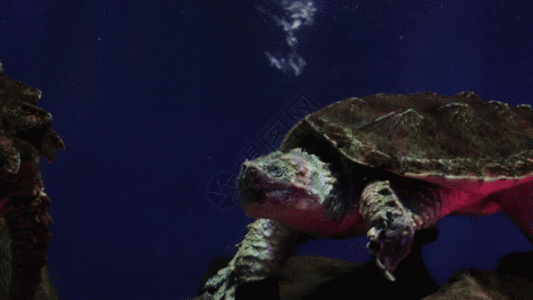 乌龟运动GIF图片