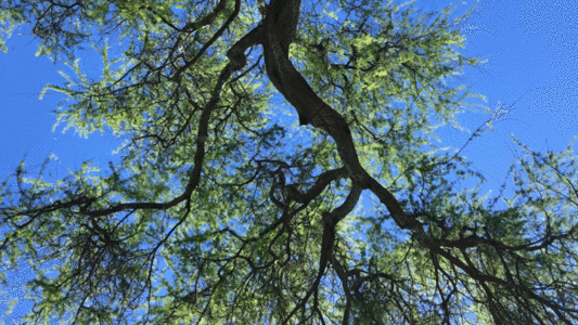 枝叶摆动GIF图片