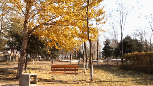 老长凳和落叶公园一角美景GIF高清图片