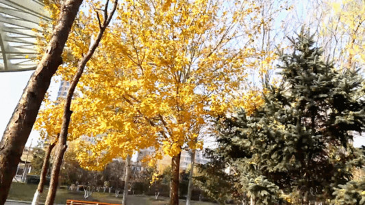 老长凳和落叶公园树木GIF高清图片