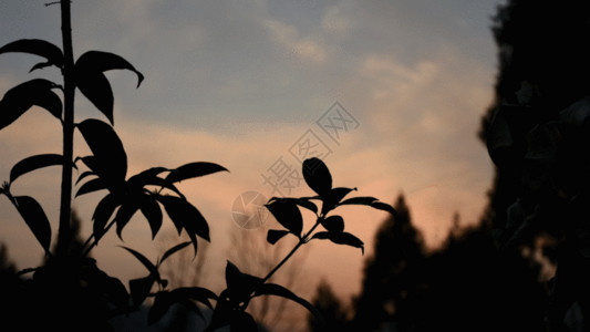 植物剪影景物小草剪影GIF高清图片
