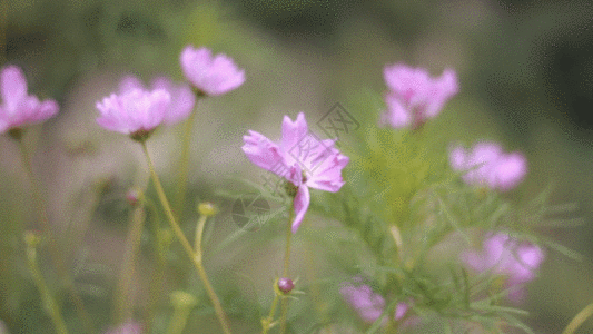 小花野花GIF图片