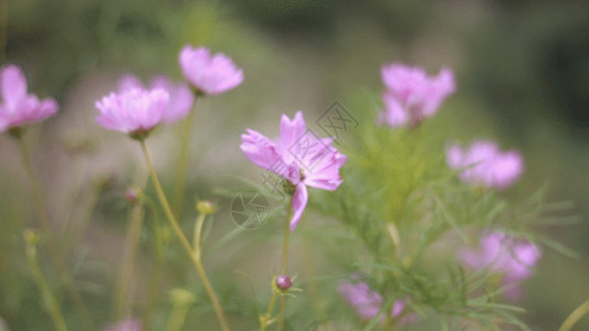 初夏粉紫色小花小花野花GIF高清图片