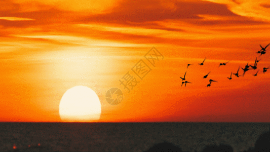 傍晚海鸟GIF图片