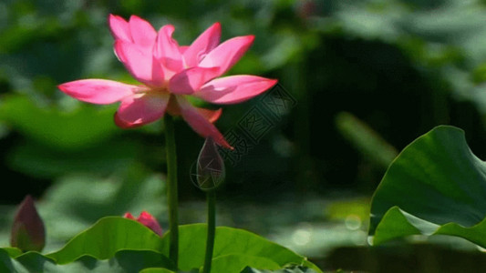 池塘风景荷花GIF高清图片