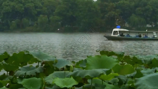 池塘公园荷花帆船观光GIF高清图片