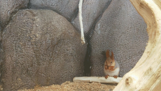 做运动小兔子小松鼠吃东西GIF高清图片