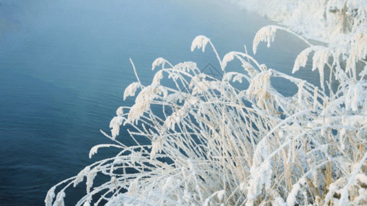 雪草芦苇湖面GIF高清图片