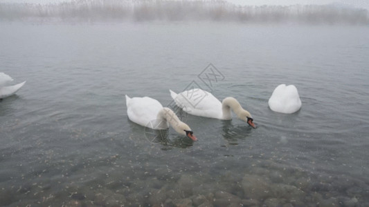 白色水面群鹅GIF高清图片