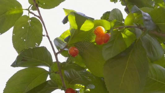 树枝与红果实柿子树叶GIF高清图片