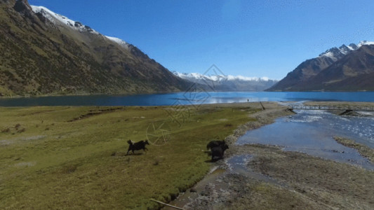 西藏牦牛航拍香格里拉奔跑牦牛GIF高清图片