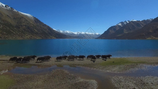 牛羊牧场航拍奔跑牦牛GIF高清图片