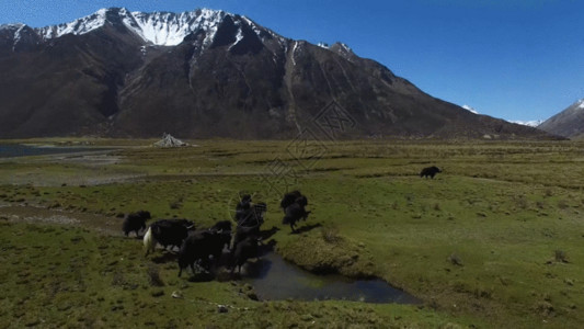 香格里拉梅里雪山草原牦牛GIF高清图片
