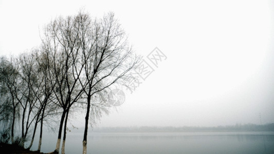 宁静湖泊树干线条展示GIF高清图片