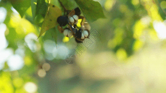 网纱素材夏天的树叶GIF高清图片