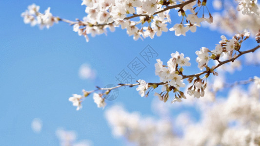 淡蓝色花卉美丽樱花实拍GIF高清图片