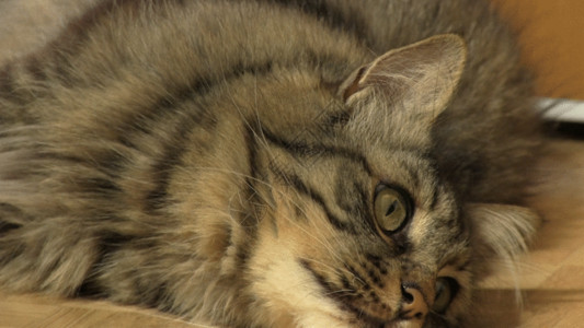 浅色木地板大花猫猫咪GIF高清图片