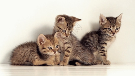 动物大迁徙实拍一个月大的小猫咪GIF高清图片