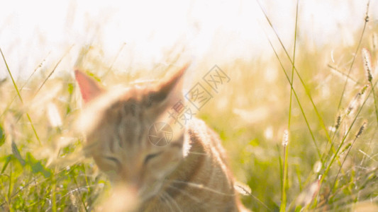 晒阳光的橘猫实拍猫咪在草丛里GIF高清图片