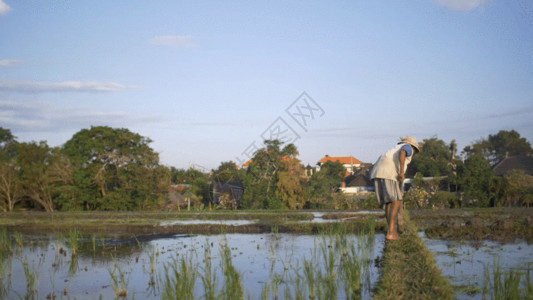 沼泽湿地农民种地实拍GIF高清图片