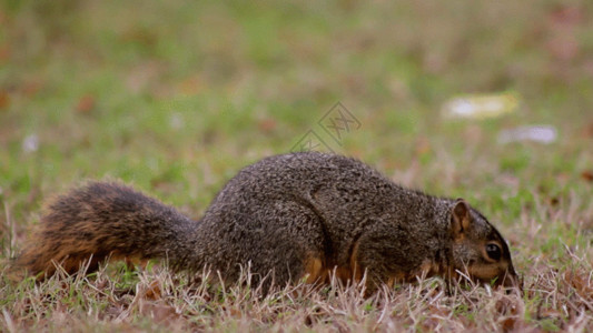 荷兰鼠松鼠觅食抓拍实拍GIF高清图片