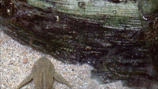 岩石平台水中的清道夫GIF高清图片