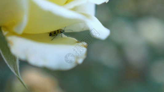 黑色背景花朵鲜花里的昆虫GIF高清图片