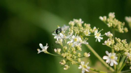 白色小花背景小苍蝇采花GIF高清图片