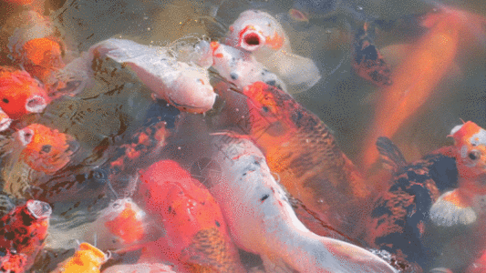 金鱼吃食物GIF图片