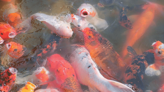 漂亮的鱼金鱼吃食物GIF高清图片
