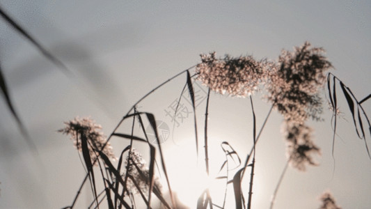 草丛阳光被风轻轻吹动的芦苇GIF高清图片