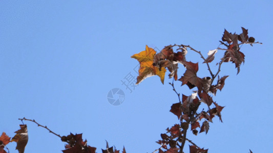 一片树叶花纹枯黄的枫叶GIF高清图片