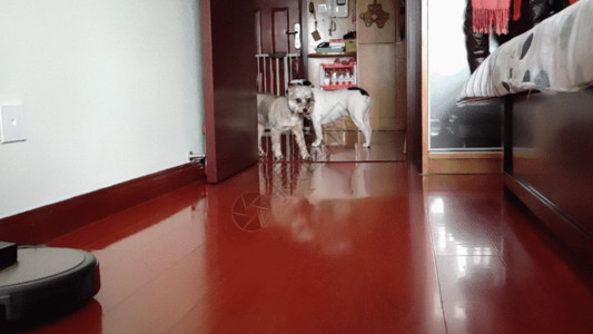 白色木地板奔跑小狗GIF高清图片