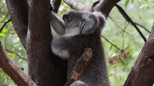 澳大利亚堪培拉考拉树上吃树叶GIF高清图片