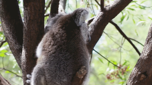 狐猴树上的考拉GIF高清图片
